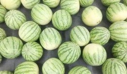 想吃瓜的吃瓜,揭秘“想吃瓜的吃瓜”的独特魅力