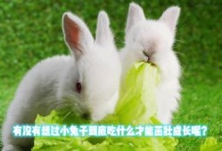 小红兔吃瓜,小红兔的甜蜜瓜果时光