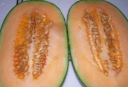 哈密瓜的籽可以吃吗,美味与营养的双重享受