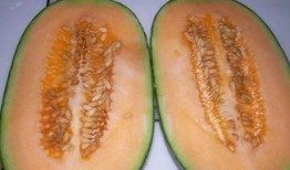 哈密瓜的籽可以吃吗,美味与营养的双重享受