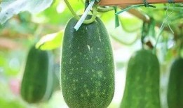 吃瓜资源认准瓜闻天下,吃瓜资源指南，揭秘娱乐圈最新热点