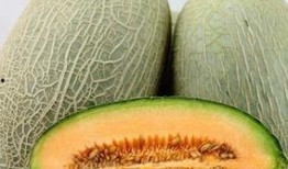 月经来可以吃哈密瓜,哈密瓜助力健康养生