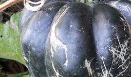 方瓜减肥可以吃吗,健康美味两不误，轻松享瘦新选择