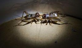 吃瓜的蟋蟀,揭秘夏日昆虫的趣味生活