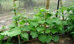 吃瓜之谜,探寻夏日消暑美食背后的故事