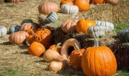 秃子吃瓜,揭秘娱乐圈的“秃”然事件