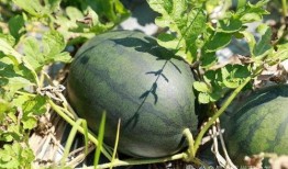 西瓜田里吃瓜,西瓜田里的甜蜜时光