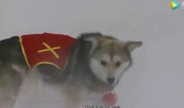 舔狗吃瓜,揭秘网络热词背后的心理现象