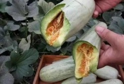 吃茄瓜要削皮吗,营养与口感大揭秘