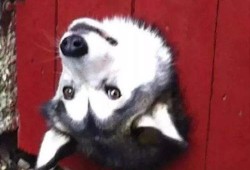 吃瓜狗卡住,一场意外引发的宠物救援大作战