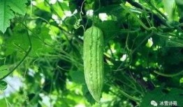 修空调吃瓜,一场吃瓜与清凉的完美邂逅