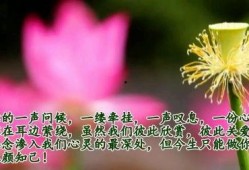 看花和吃瓜朗诵配乐,看花吃瓜的视听盛宴