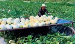 草坪吃瓜娃娃照片真实,夏日欢乐时光