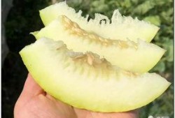 婆手瓜怎么吃,探索家常美味新选择