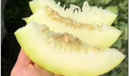 婆手瓜怎么吃,探索家常美味新选择