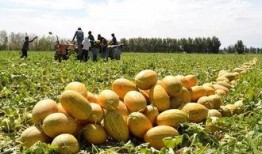 大漠马帮吃哈密瓜,穿越沙漠的甜蜜之旅