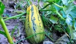 陇山吃瓜,探寻陇山特色美食之旅