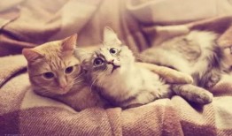 猫咪吃瓜录视频,萌宠瓜界新秀
