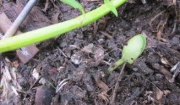 佛手瓜芽怎吃,佛手瓜芽的多样食法探索