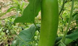 晚上给你吃瓜,揭秘娱乐圈幕后故事