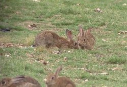 野餐兔吃瓜群,欢乐互动，共享夏日清凉时光
