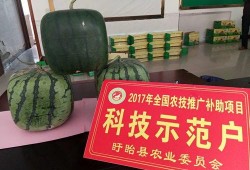 佛爪瓜怎么吃,探索美味与营养的完美结合