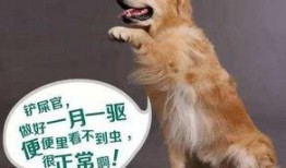 小孩吃瓜狗吃虫视频大全,小孩吃瓜狗吃虫，欢乐视频大盘点