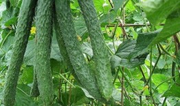 每日吃瓜群,揭秘娱乐圈幕后故事，带你领略明星真实生活