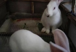 兔子可以吃小瓜吗,小瓜在兔子菜单中的地位