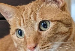 小猫吃瓜头像,小猫吃瓜头像萌态百出