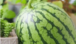 吃瓜的人什么心理,揭秘“吃瓜群众”背后的心理奥秘