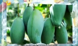 桂哥吃瓜总结,揭秘娱乐圈幕后故事