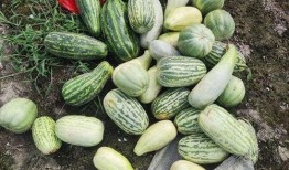 欢迎大家来摘瓜吃瓜