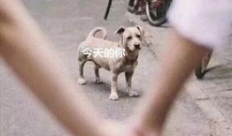 舔狗吃瓜,揭秘网络热词背后的心理现象