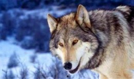 遇狼吃瓜人21,一场惊心动魄的生存挑战