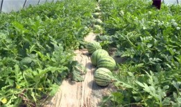 木姐吃瓜新闻视频,揭秘娱乐圈幕后故事