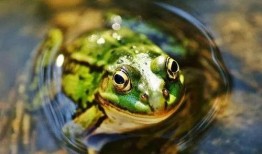 青蛙买孩子吃瓜,一场荒诞的寓言之旅