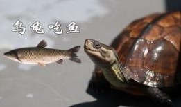 乌龟服吃瓜,一场吃瓜引发的奇幻之旅