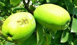 古瓜怎样吃,探索传统美食的魅力