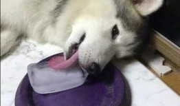 舔狗吃瓜,揭秘网络热词背后的心理现象