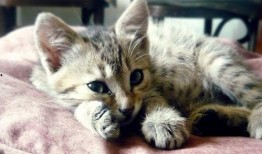 猫咪怎样吃大瓜,揭秘猫咪吃大瓜的趣味瞬间