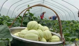 雪瓜什么时候吃