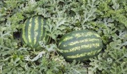 棚瓜怎么吃,探索美味与营养的完美融合