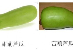 怀孕初期可以吃葫芦瓜吗,葫芦瓜的营养益处与食用建议