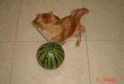 狗狗吃绿贝贝瓜