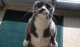 小猫吃瓜头像,小猫吃瓜头像萌态百出