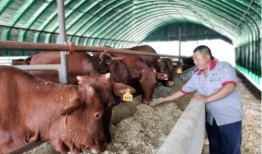 红牛吃瓜扮猪,揭秘网红背后的真实故事