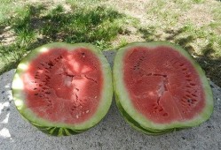 梦见吃瓜米,揭秘吃瓜米的神秘寓意