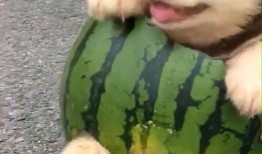 狗狗吃云南小瓜,美味与营养并存