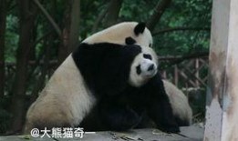 吃瓜小熊借钱,揭秘借款背后的故事